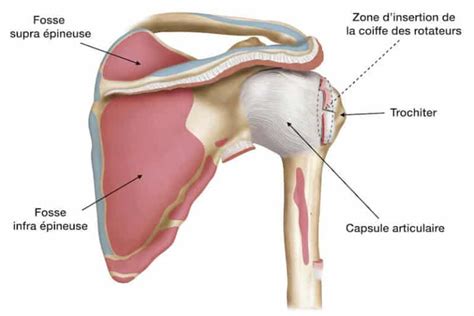 Anatomie Paule Coiffe Et Articulations Pr Eric Roulot