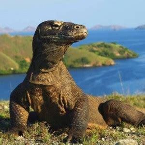 Rencana Tiket Masuk Rp Juta Ke Pulau Komodo Dibatalkan Sandiaga