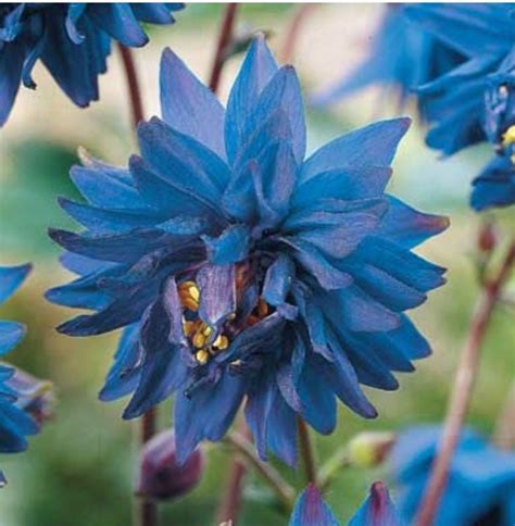 Blue Berlow Double Columbine Flowers Perennials Columbine Flower