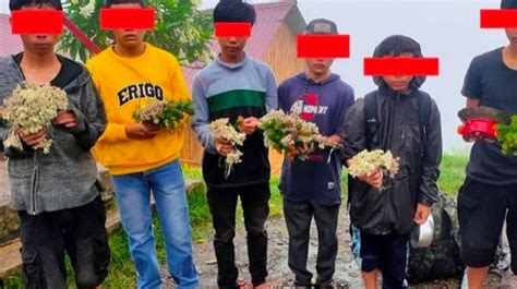 Curi Bunga Aldeweis Remaja Dilarang Mendaki Gunung Dempo