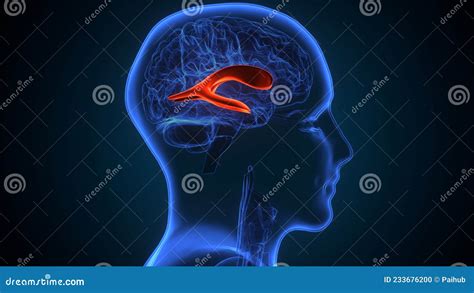 3d Illustration Of Human Brain Lateral Ventricle Anatomy Stock
