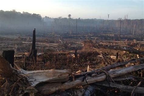 LAmazonie menacée par la déforestation