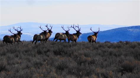 Idaho Domestic Elk With First Case Of Chronic Wasting Disease Kifi