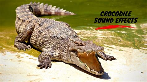 Crocodile Sound Crocodile Sound Effect Alligator Sound Crocodile