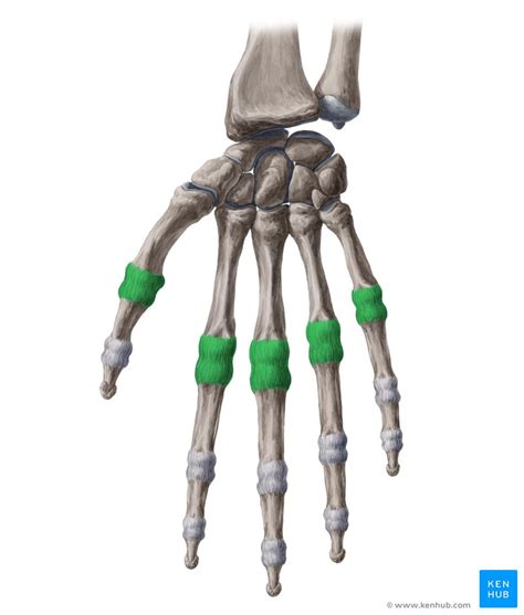 Metacarpophalangeal MCP Joints Bones And Ligaments Kenhub