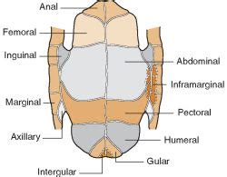 Plastron | definition of plastron by Medical dictionary