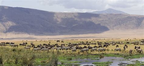 Tourism Observer: TANZANIA: Visit Ngorongoro Crater