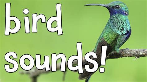 Bird Identification By Sound Guide