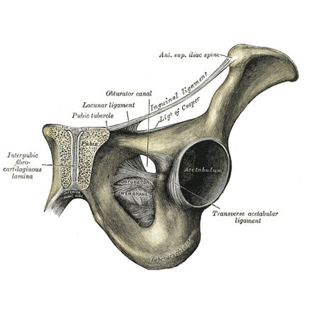 Pecten Pubis Conjoint Tendon