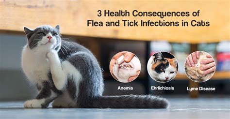 3 Health Consequences of Flea and tick infections in cats