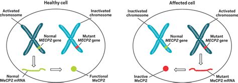 Mecp2 Gene Rett Syndrome Sellers Sale Brunofugaadvbr