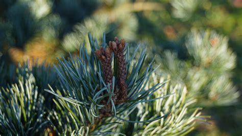 Pinus Parviflora Negishi Japanse Witte Den Appeltern Adventure