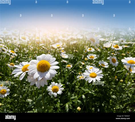 Field of daisy flowers Stock Photo - Alamy