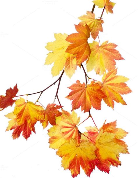 Colorful Fall Branch Of Leaves Containing Fall Autumn And Leaf