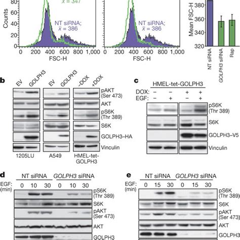 Golph Modulates Cell Size And Phosphorylation Status Of Mtor