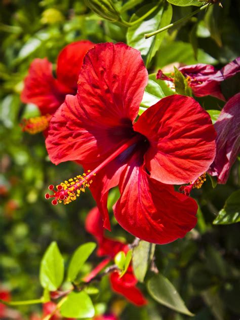 Flowers Of Martinique