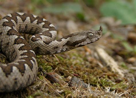 Poskok Vipera Ammodytes