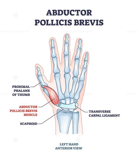 Abductor pollicis brevis muscle with hand and palm bones outline diagram - VectorMine