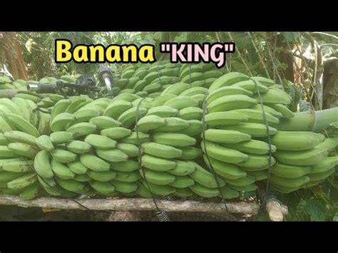 PANEN RAYA PISANG RAJA BULU SUPER PART 11 YouTube