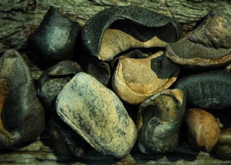 Miocene Fossil Whale Bones Photograph By Rebecca Sherman