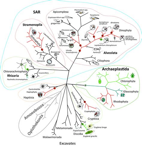 Biomolecules Free Full Text Endosymbiotic Evolution Of Algae