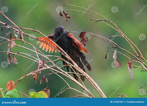 Philippine Coucal Stock Image Image Of Island Bird 37487561