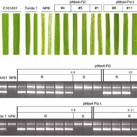 Pdf The Eight Amino Acid Differences Within Three Leucine Rich