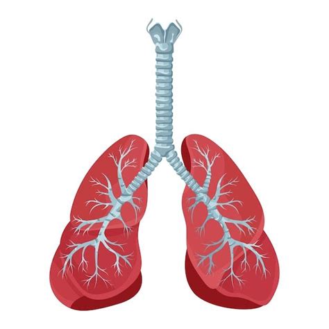 Premium Vector Diagram Of Human Lungs And Trachea Respiratory System