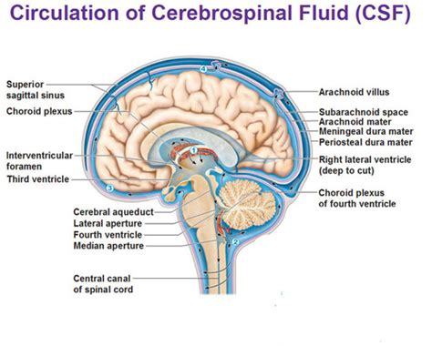 Know The Formation Of Cerebrospinal Fluid And Follow Its Circulation