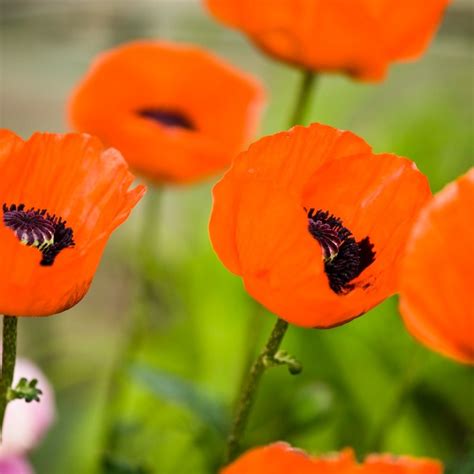 Growing Oriental Poppies ThriftyFun