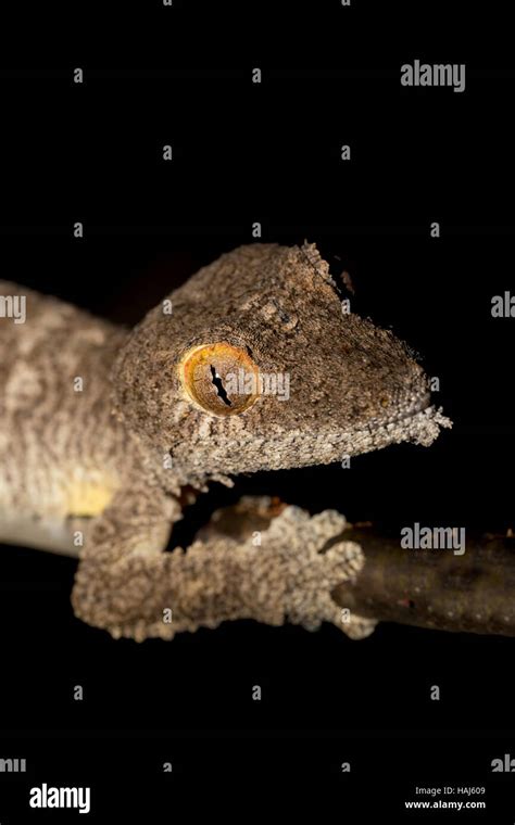 Giant Gecko Queue De Feuille Uroplatus Fimbriatus L Ankarana