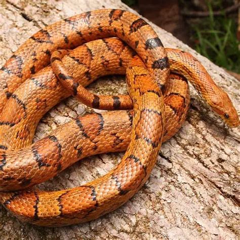 Pantherophis Guttatus Corn Snake Usa Snakes