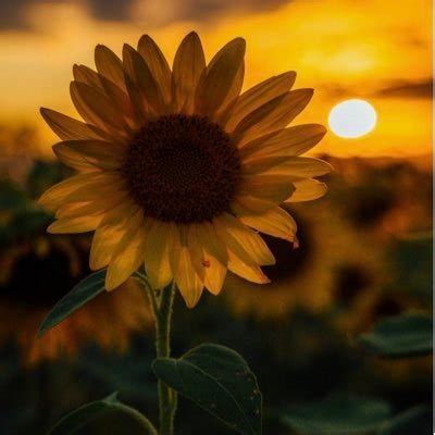 The Naked Sunflower SunflowerNaked Twitter