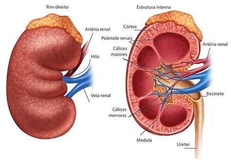 Os rins são órgãos que compõem o sistema renal Possuímos dois rins e