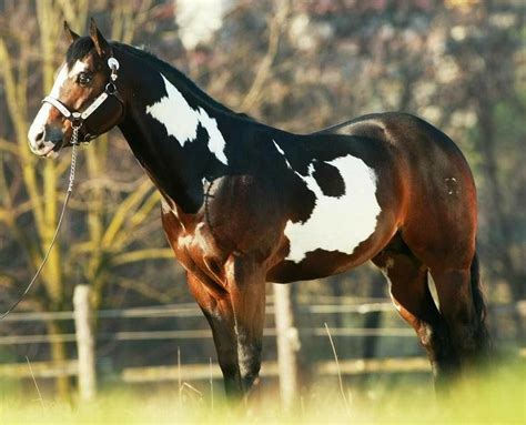 3151 best American Paint Horses---My Love images on Pinterest | Pinto horses, Beautiful horses ...