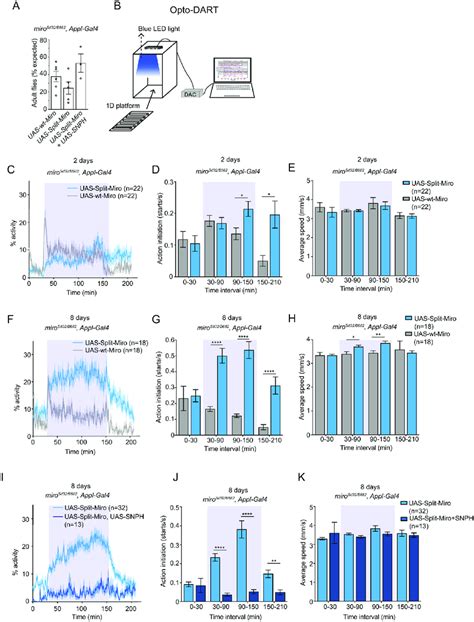 Optogenetic Control Of Drosophila Locomotor Behaviour In Split Miro