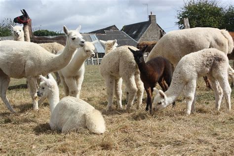 Huacaya Alpaca Breed: Complete Guide - Farmingcharm.com