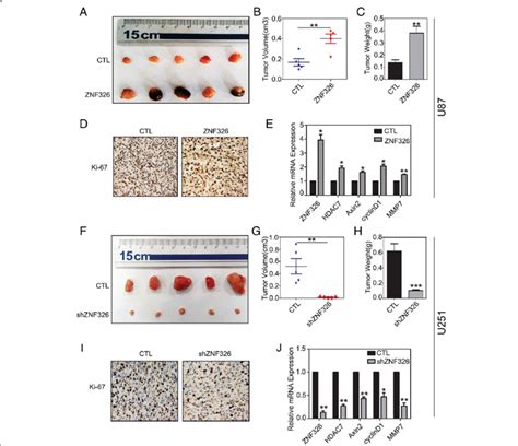 Znf Promotes The Tumour Xenografts Formation In Nude Mice Znf