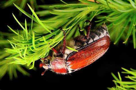 Chestnut Cockchafer Beetle Photograph by Heiti Paves