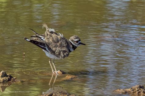 Bird Photography in Cuba - Small Sensor Photography by Thomas Stirr