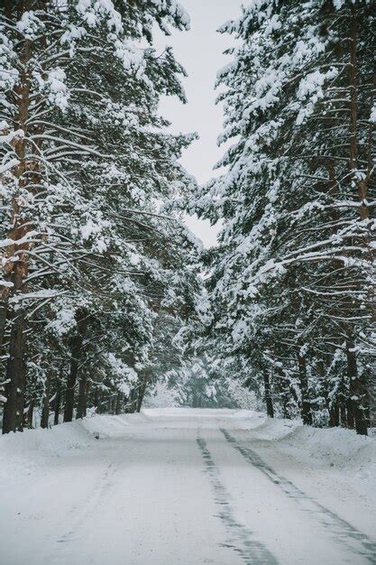 Paisaje De Un Bosque De Pinos Cubiertos De Nieve En Una Nevada Foto