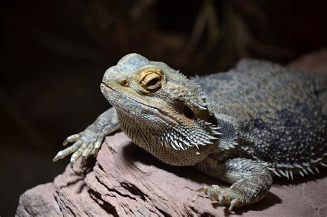 How to Help a Fat Bearded Dragon Lose Weight | Reptile Advisor