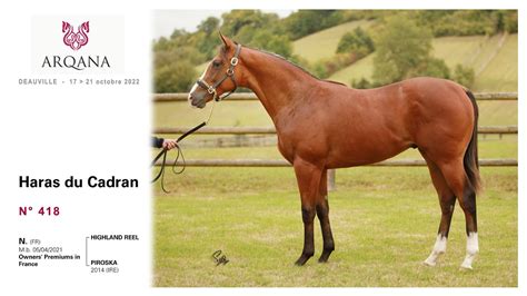 Arqana October Sale N M Highland Reel X Piroska Pivotal