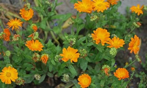 Gălbenele (Calendula officinalis) - beneficii şi proprietăţi - Ştiri ...