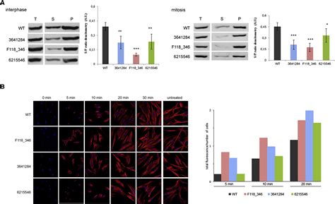 Biallelic Mutations In TBCD Encoding The Tubulin Folding Cofactor D