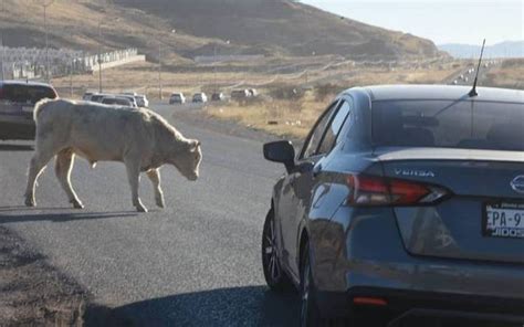 Choca contra semoviente en la carretera libre Camargo Jiménez El Sol