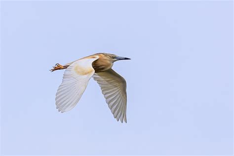 Bird Pens Flight Free Photo On Pixabay Pixabay