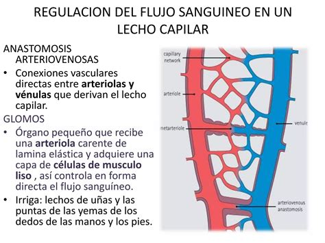 Sistema Circulatorio Histolog A Ppt Descarga Gratuita