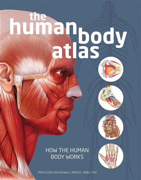 The Human Body Atlas How The Human Body Works National Geographic