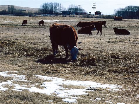 The Lowdown On Bovine Tuberculosis Alberta Farmer Express